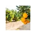 Business 3 image NETAFIM (SA) Sprinkler in Kraaifontein WC