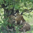 Business 17 image OVER THE HORIZON TOURS Transfer in Cape Town WC