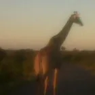 Business 23 image OVER THE HORIZON TOURS Transfer in Cape Town WC