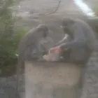 Business 31 image OVER THE HORIZON TOURS Transfer in Cape Town WC