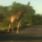 Business 48 image OVER THE HORIZON TOURS Transfer in Cape Town WC