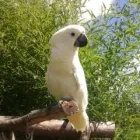 Business 2 image PARROTS SA Yellow Collared Macaws in Benoni GP