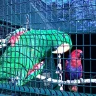 Business 3 image PARROTS SA Yellow Collared Macaws in Benoni GP
