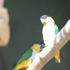 Business 6 image PARROTS SA Yellow Collared Macaws in Benoni GP