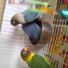 Business 7 image PARROTS SA Yellow Collared Macaws in Benoni GP