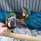 Business 8 image PARROTS SA Yellow Collared Macaws in Benoni GP