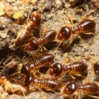 Business 4 image PEST AND WEED AWAY Pesticides in Kimberley NC