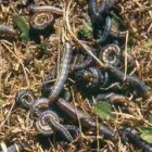 Business 5 image PEST AND WEED AWAY Pesticides in Kimberley NC