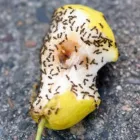 Business 9 image PEST AND WEED AWAY Pesticides in Kimberley NC