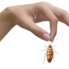 Business 4 image PEST MANAGERS CAPE TOWN Pest Control in Cape Town WC