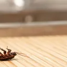 Business 5 image PEST MANAGERS CAPE TOWN Pest Control in Cape Town WC