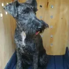 Business 7 image PETPORT ANIMAL TRAVEL SERVICE Transport in Sandton GP