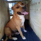 Business 9 image PETPORT ANIMAL TRAVEL SERVICE Transport in Sandton GP