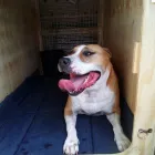 Business 1 image PETPORT ANIMAL TRAVEL SERVICE Transport in Sandton GP