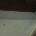 Business 36 image PINKY & THE STAIN PROFESSIONAL CARPET CLEANERS Upholstery cleaners in KZN in Port Elizabeth EC