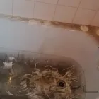 Business 45 image PINKY & THE STAIN PROFESSIONAL CARPET CLEANERS Upholstery cleaners in KZN in Port Elizabeth EC