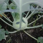 Business 1 image QUICK CROP VEGETABLE FARM Online Vegetable Store in Cape Town WC