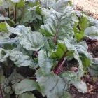 Business 2 image QUICK CROP VEGETABLE FARM Online Vegetable Store in Cape Town WC