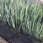 Business 3 image QUICK CROP VEGETABLE FARM Online Vegetable Store in Cape Town WC