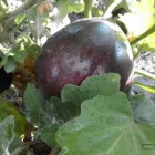 Business 4 image QUICK CROP VEGETABLE FARM Online Vegetable Store in Cape Town WC