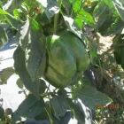 Business 5 image QUICK CROP VEGETABLE FARM Online Vegetable Store in Cape Town WC