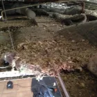 Business 1 image ROOF RATS Vacuum Ceiling in Johannesburg GP