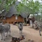 Business 7 image ROYALE MARLOTHI Zebra in Marloth Park MP