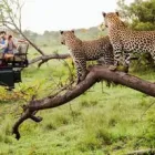 Business 5 image SABI SANDS LODGES RESERVATIONS Safaris And Operators in Cape Town WC