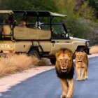 Business 6 image SABI SANDS LODGES RESERVATIONS Safaris And Operators in Cape Town WC