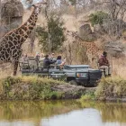 Business 1 image SAFARIS DOWN SOUTH Travel Agencies in Cape Town WC