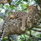 Business 2 image SAFARIS DOWN SOUTH Travel Agencies in Cape Town WC