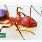 Maatskappy 3 beeld SERVICE MASTER (PORT ELIZABETH) Pest Control Service in Port Elizabeth EC