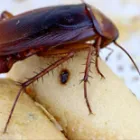 Business 1 image SOLID HYGIENE SOLUTIONS Pest Control in Cape Town WC