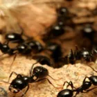 Business 4 image SOLID HYGIENE SOLUTIONS Pest Control in Cape Town WC