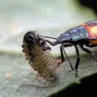 Business 5 image SOLID HYGIENE SOLUTIONS Pest Control in Cape Town WC