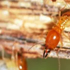 Business 2 image SOLID HYGIENE SOLUTIONS Pest Control in Cape Town WC