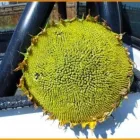 Business 9 image STES DE NECKER'S - ARPM Writers in Bloemfontein FS