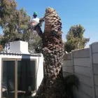 Business 1 image STM TREE FELLERS Tree Surgery in Cape Town WC