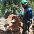 Business 6 image STM TREE FELLERS Tree Surgery in Cape Town WC