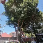 Business 9 image STM TREE FELLERS Tree Surgery in Cape Town WC