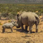 Business 27 image TOURING SOUTH AFRICA Transportation Services in Cape Town WC