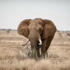 Business 1 image TRAIPSING AFRICA Tours And Safaris in Cape Town WC