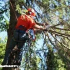 Business 2 image TREE FELLERS RANDBURG - CAMMY TREE FELLING Tree Felling Or Stump Removal in Randburg GP