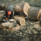 Business 1 image TREE FELLERS RANDBURG - CAMMY TREE FELLING Tree Felling Or Stump Removal in Randburg GP