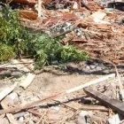 Business 4 image TREE FELLERS RANDBURG - CAMMY TREE FELLING Tree Felling Or Stump Removal in Randburg GP