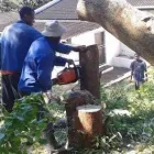 Business 5 image TREE FELLERS RANDBURG - CAMMY TREE FELLING Tree Felling Or Stump Removal in Randburg GP