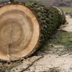 Maatskappy 1 beeld TREE FELLING FOURWAYS Tree Removal in Sandton GP