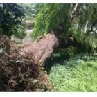 Business 3 image TREE FELLOWS Tree Trimming Service in Krugersdorp GP