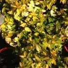 Business 6 image TULIP GARDEN CENTRE Tea Garden in Johannesburg South GP