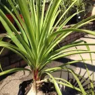 Business 8 image TULIP GARDEN CENTRE Tea Garden in Johannesburg South GP